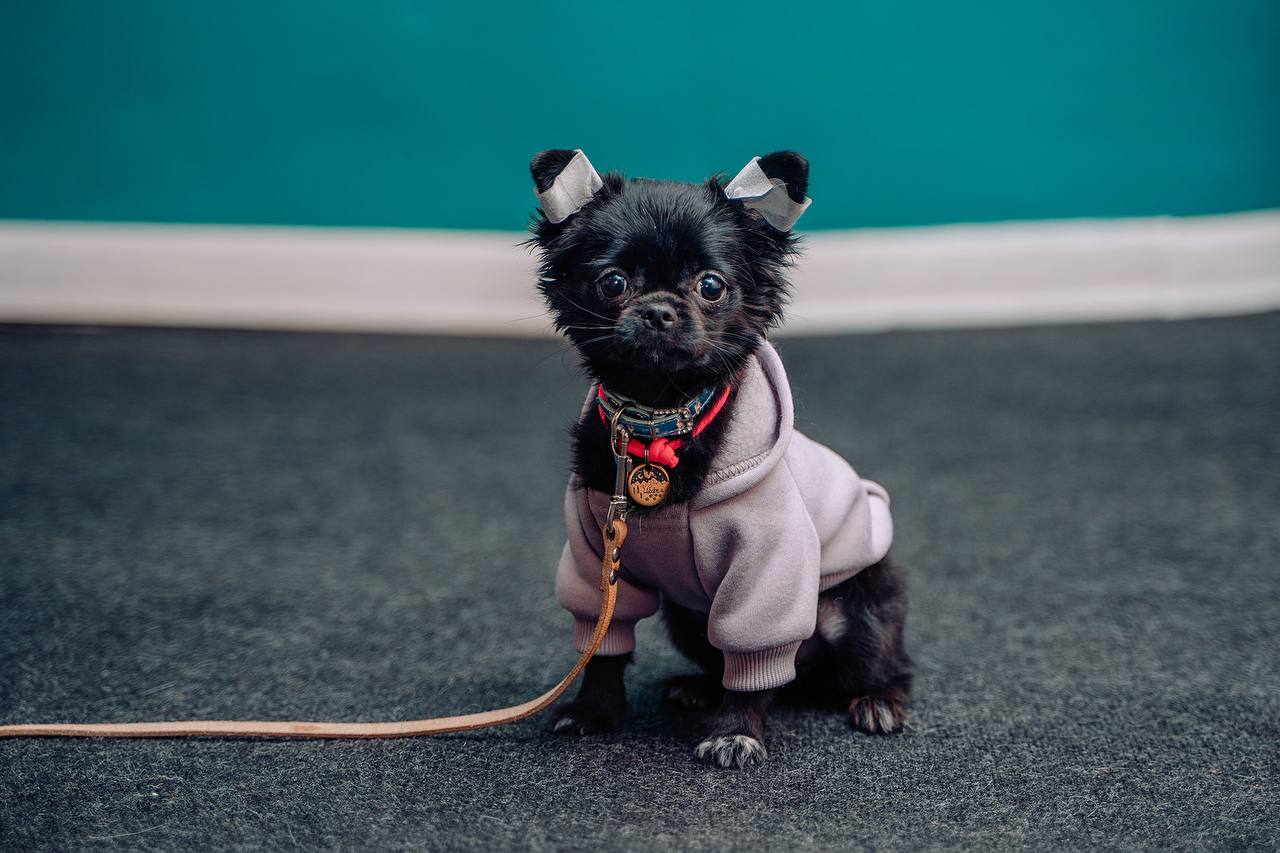 Где погулять с собакой